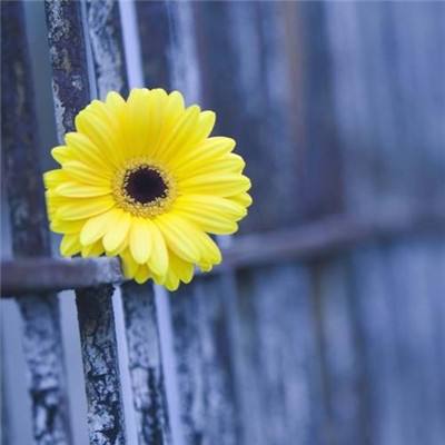 大发658cc彩票全站APP下载最新版